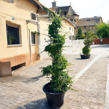 Ehretia Spiral Shape 1.5-2.0m